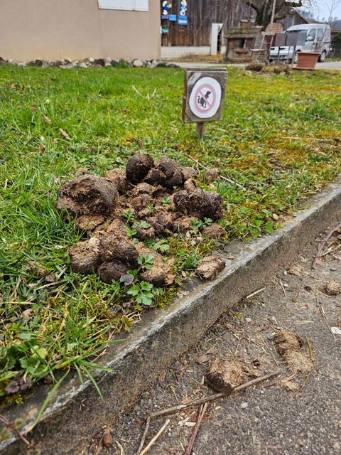 Pferdeäpfel statt Hundehaufen. Foto: Leopold Loretan, Zeihen